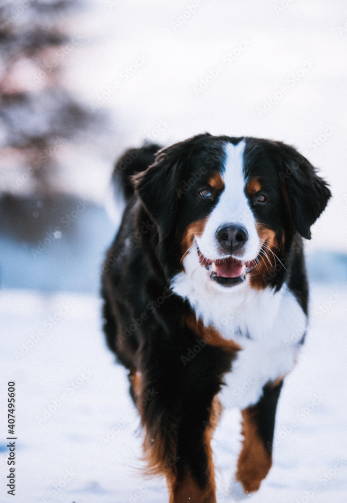 Bernese mountain dog female posing outside at winter wonderland. Bernese senenhund in the winter.