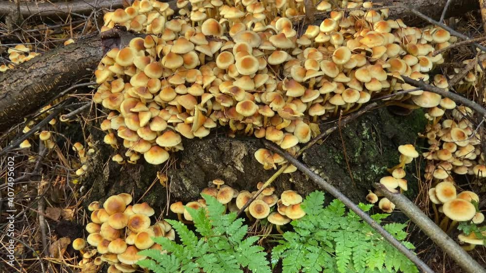 Lots of mushrooms golden brown on a stump with green fern at the end of the clip in the forest. Top to bottom. Lots of mushrooms golden brown on a stump with green fern at the end of the clip in the forest. Top to bottom.