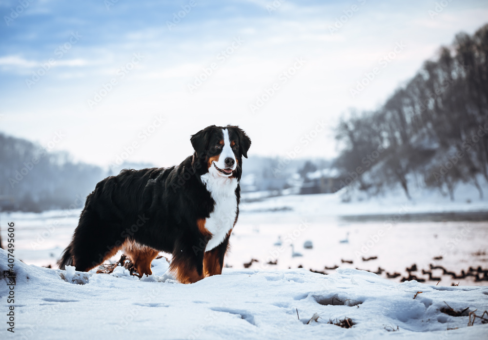 Bernese mountain dog female posing outside at winter wonderland. Bernese senenhund in the winter. Bernese mountain dog female posing outside at winter wonderland. Bernese senenhund in the winter.