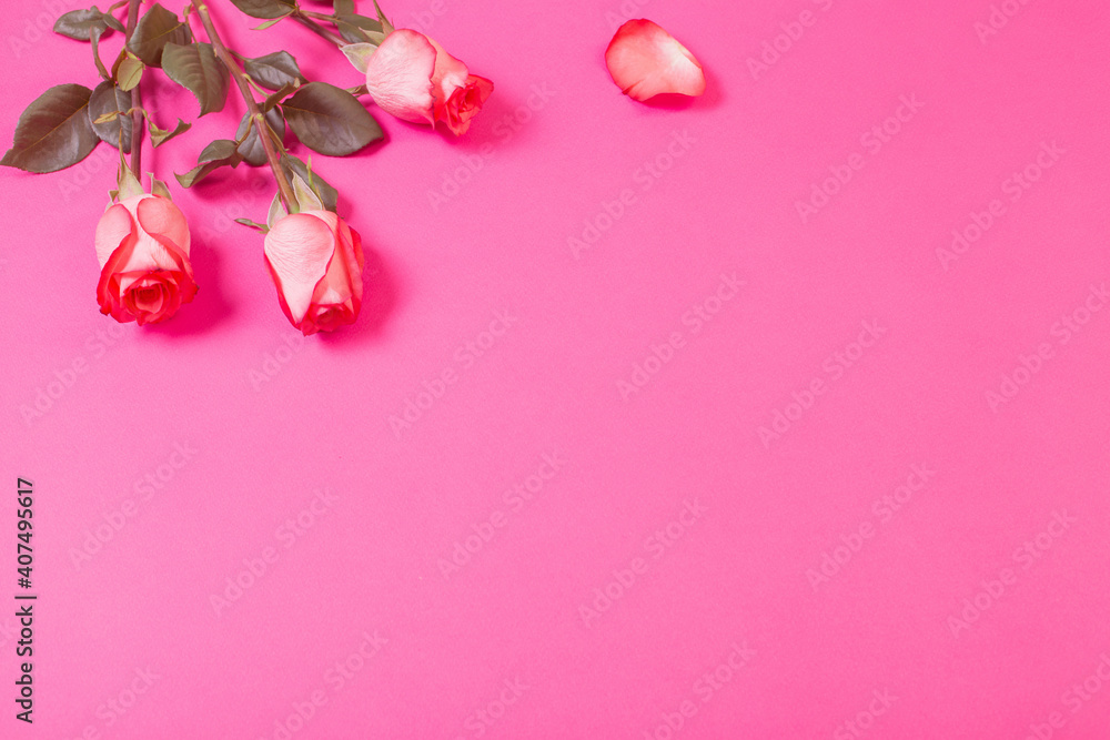 roses on pink paper background roses on pink paper background