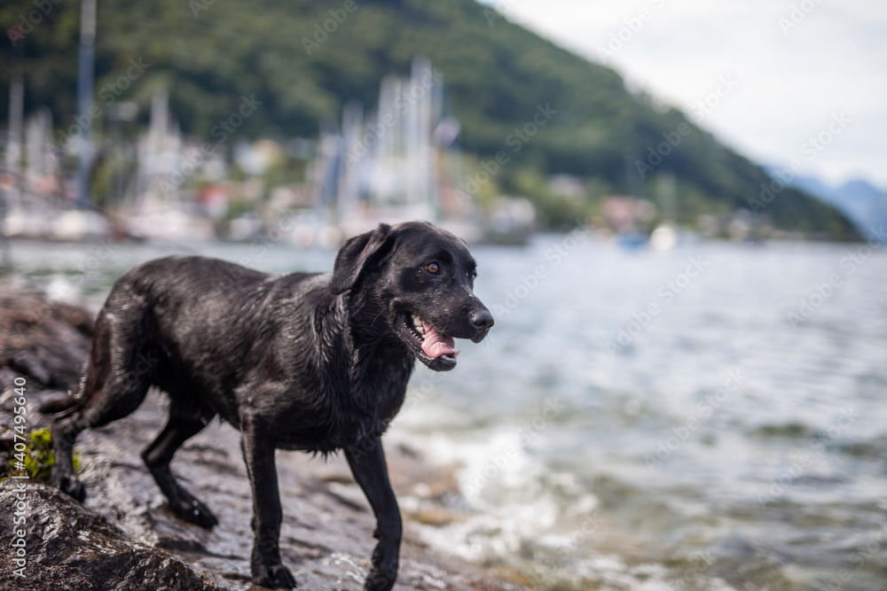 Portrait of an black labradort retriever jumping in the lake. Dog having fun in the water. Hunting dog aport dummies from the river Portrait of an black labradort retriever jumping in the lake. Dog having fun in the water. Hunting dog aport dummies from the river