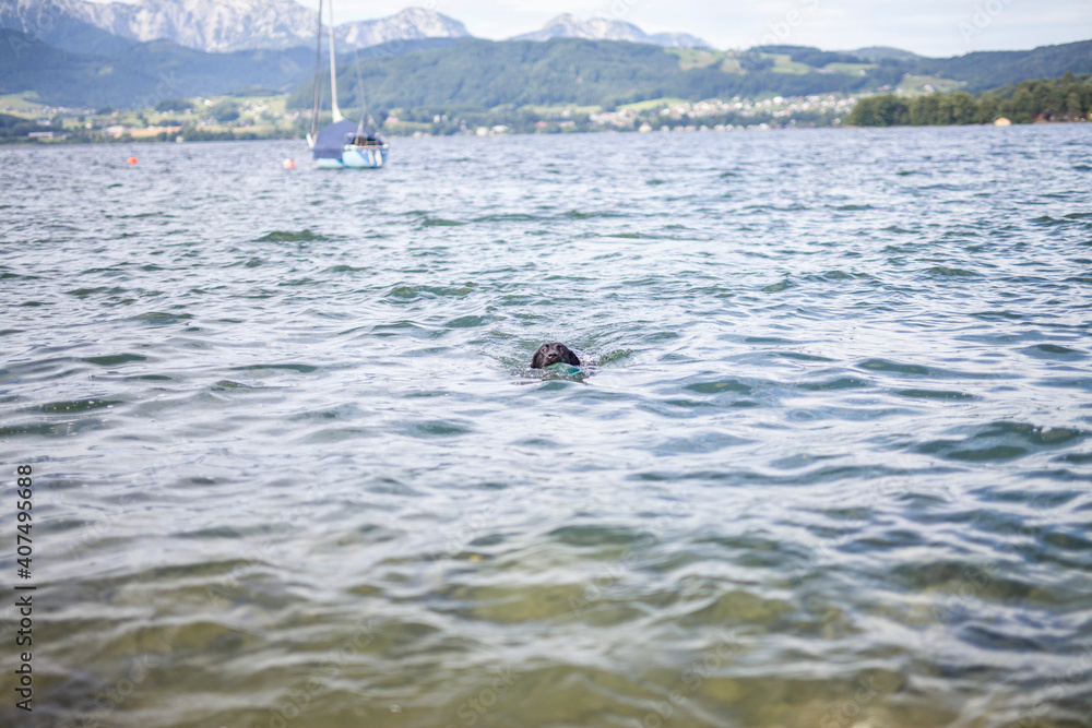 Naklejka premium Portrait of an black labradort retriever jumping in the lake. Dog having fun in the water. Hunting dog aport dummies from the river