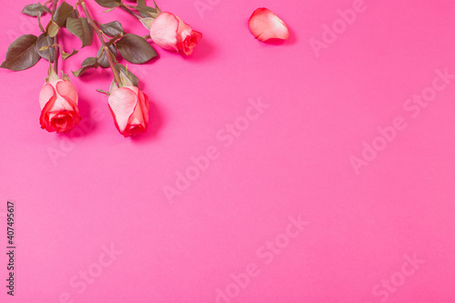 roses on pink paper background © Maya Kruchancova