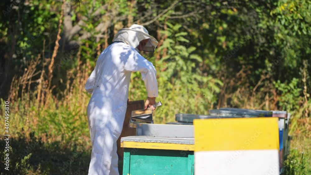 Beekeeper is working with bees and beehives on the apiary. Beekeeper on apiary. Beekeeper is working with bees and beehives on the apiary. Beekeeper on apiary.