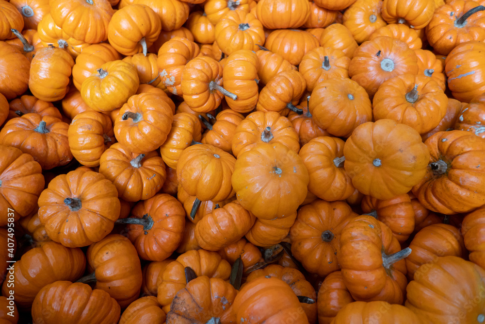 Tiny Pumpkins 2 Tiny Pumpkins 2