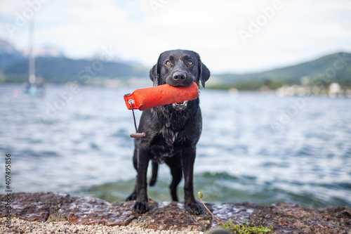Portrait of an black labradort retriever jumping in the lake. Dog having fun in the water. Hunting dog aport dummies from the river