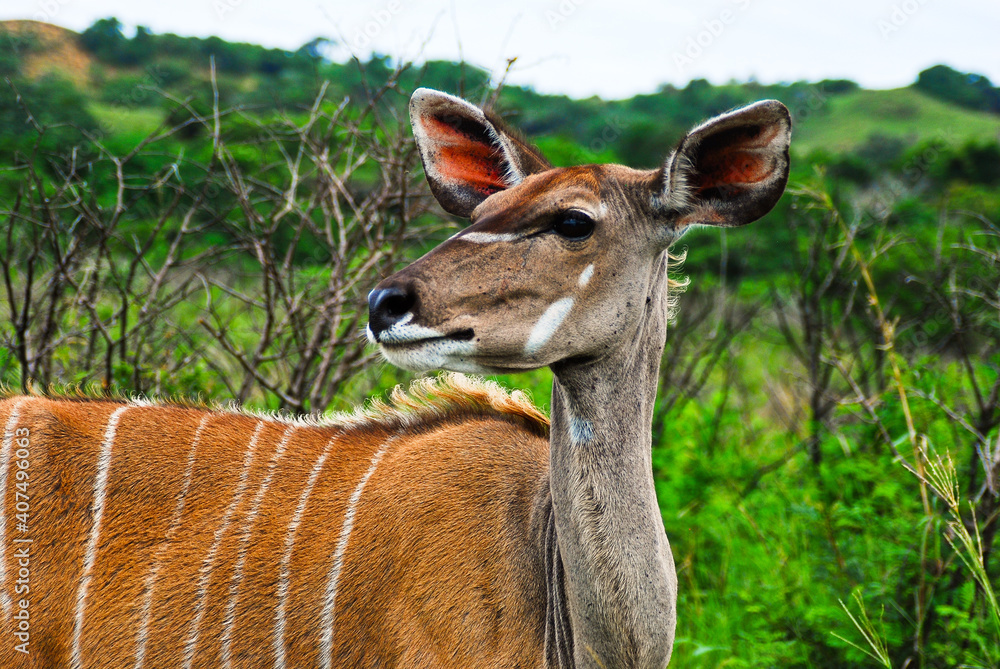 The Great Kudu female has big head with big ears and long neck with white stripes on body The Great Kudu female has big head with big ears and long neck with white stripes on body