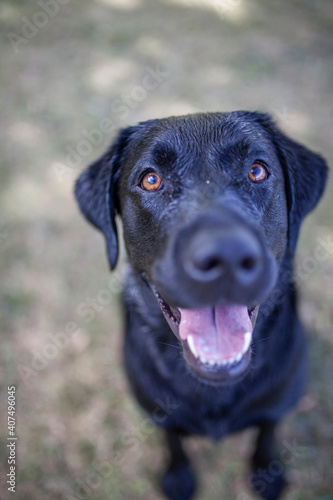 Wallpaper Mural Portrait of an labrador retriever in the nature. Black dog sitting and looking in the camera. Close up of an big dog Torontodigital.ca