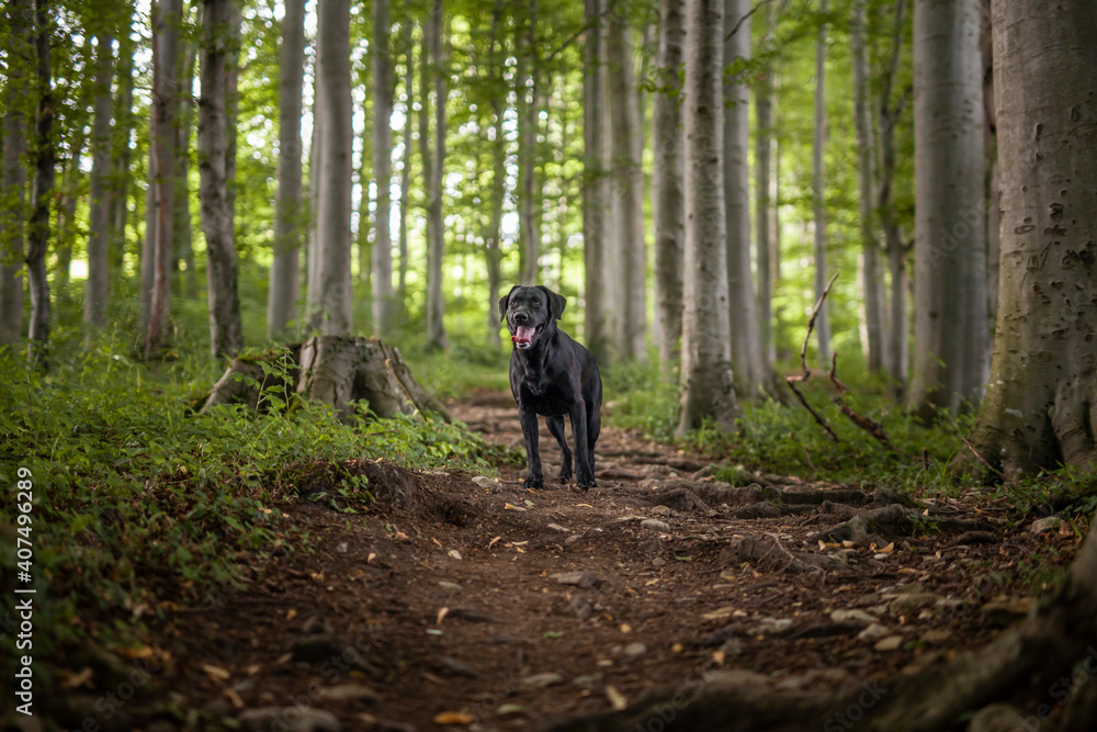 Portrait of an black labrador Retriever in the forest. Big dog standing proud in the nature
