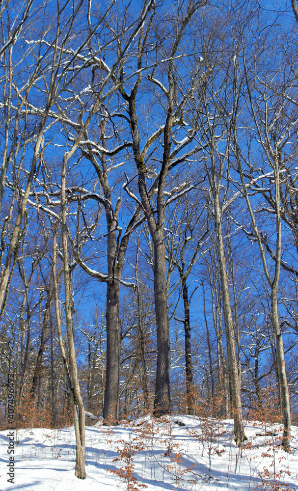 Fototapeta premium winter landscape in deciduous forest