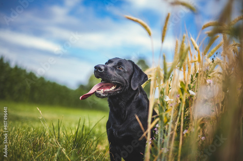 Portrait of an Labrador Retriever standing in a field with flowers. Black Dog happy in the nature.