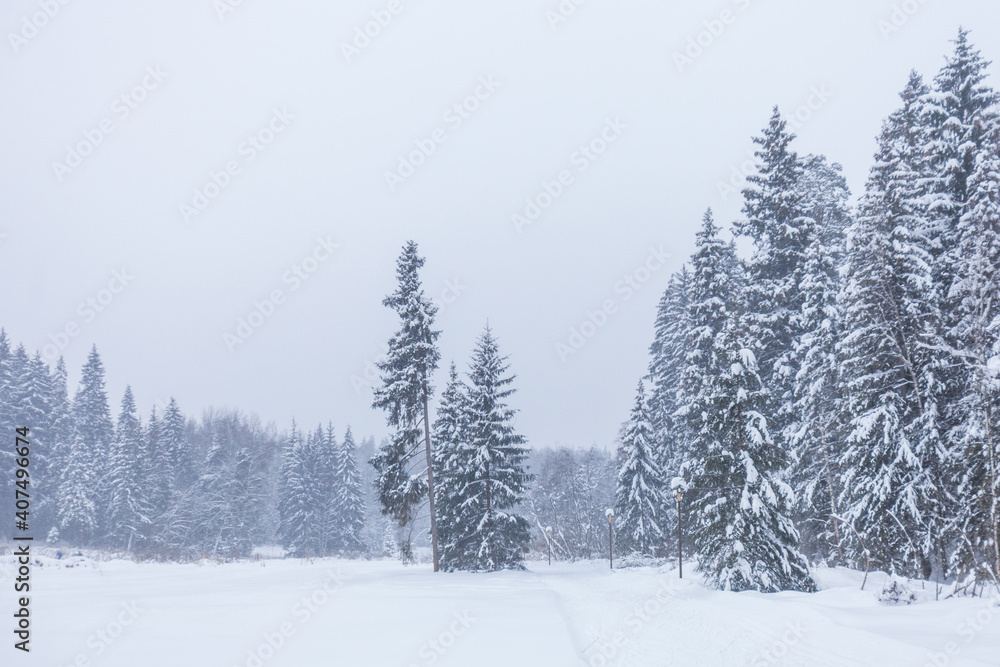 Winter snowy forest. Moscow region, Russia