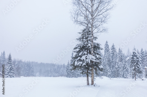 Winter snowy forest. Moscow region, Russia