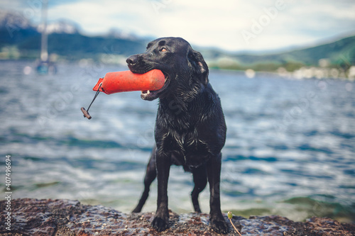 Portrait of an black labradort retriever jumping in the lake. Dog having fun in the water. Hunting dog aport dummies from the river