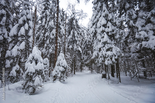 Winter in a snowy forest. Moscow region, Russia