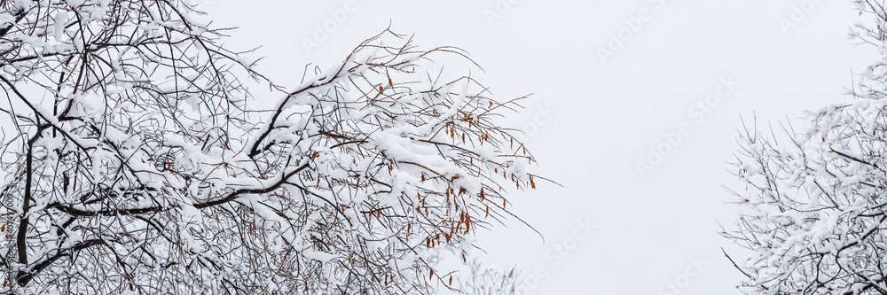 Obraz premium Beautiful winter landscape. Snow on the branches of trees and bushes after a snowfall. Beautiful winter background with snow-covered trees. Plants and fresh snow in the forest park. Cold snowy weather