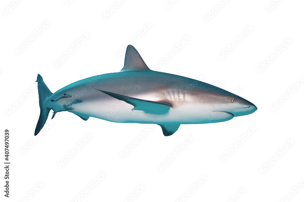 Caribbean Reef Shark isolated on white background. Caribbean Reef Shark isolated on white background.