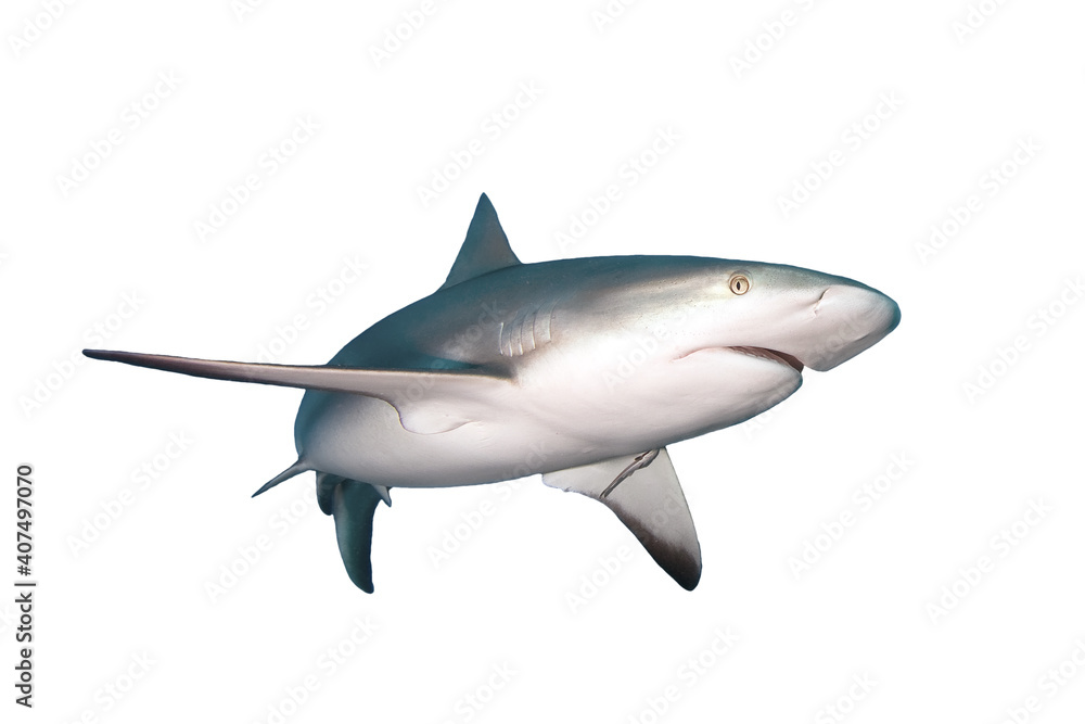 Naklejka premium Caribbean Reef Shark isolated on white background.