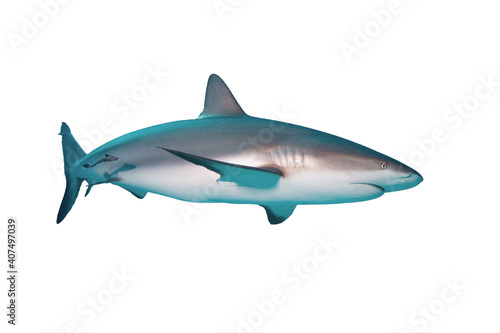 Caribbean Reef Shark isolated on white background.