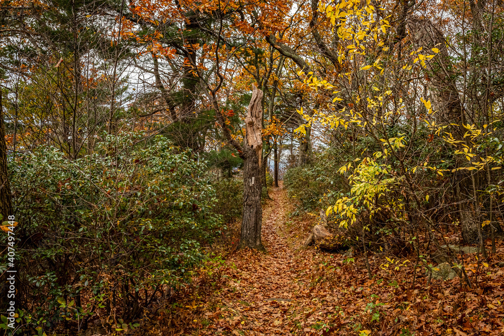 Appalachian Trail in Shenandoah National Park Appalachian Trail in Shenandoah National Park