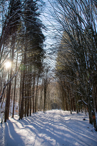 an alley through the forest in winter