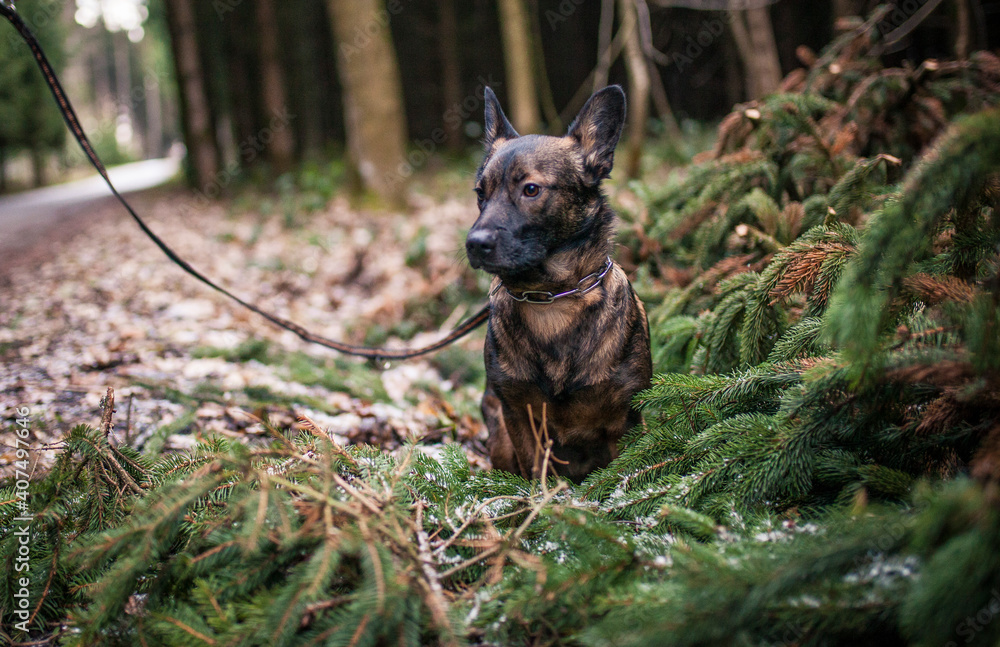 Portrait of an Mixed Breed Dog in the nature. Half-breed Dog on a walk in the forest. Rescued Street dog happy now