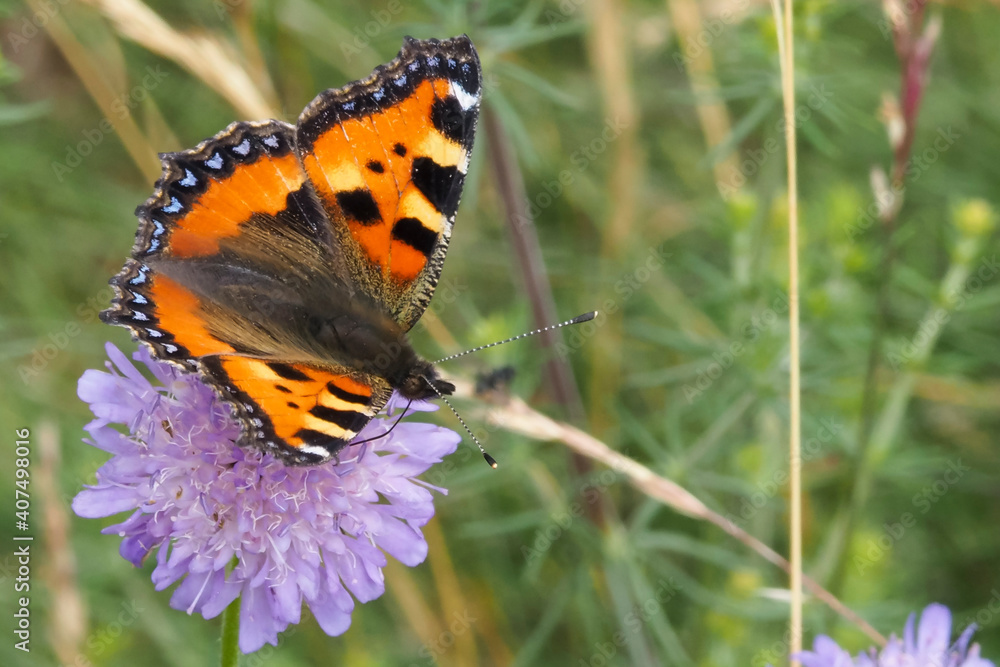 The small tortoiseshell (Aglais urticae) is a colourful Eurasian butterfly The small tortoiseshell (Aglais urticae) is a colourful Eurasian butterfly