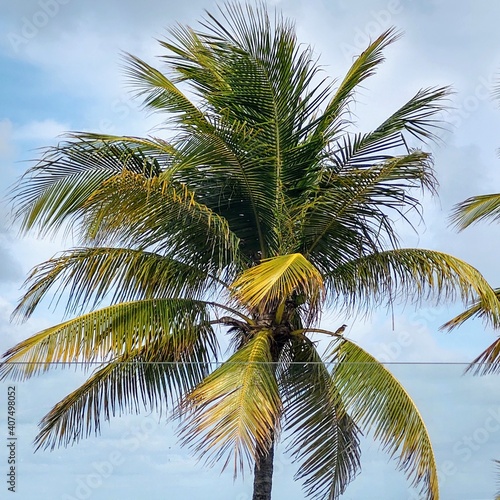 coconut tree