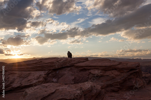 California Condor at Horseshoe Bend in Arizona