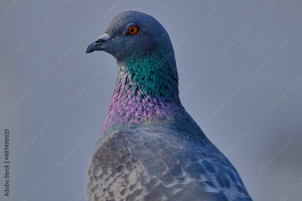 Rock Pigeon isolated portraiture expressions Rock Pigeon isolated portraiture expressions