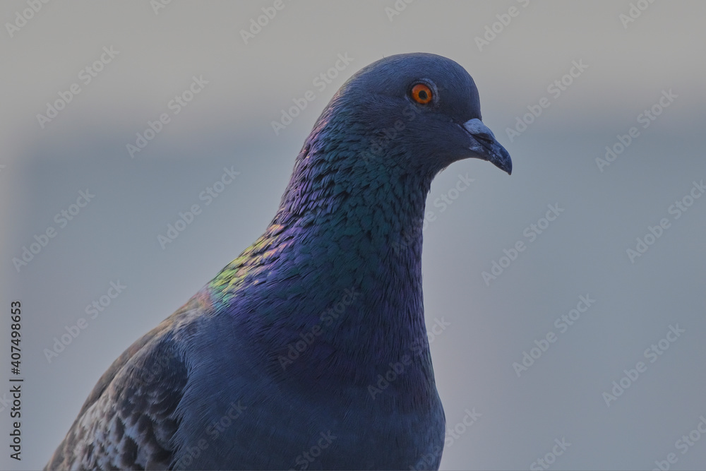 Naklejka premium Rock Pigeon isolated portraiture expressions