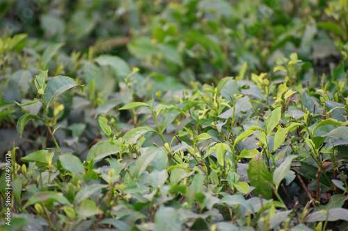 Melaleuca alternifolia is known as the tea tree