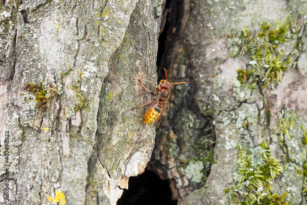 The European hornet (Vespa crabro) is the largest eusocial wasp native to Europe. The European hornet (Vespa crabro) is the largest eusocial wasp native to Europe.