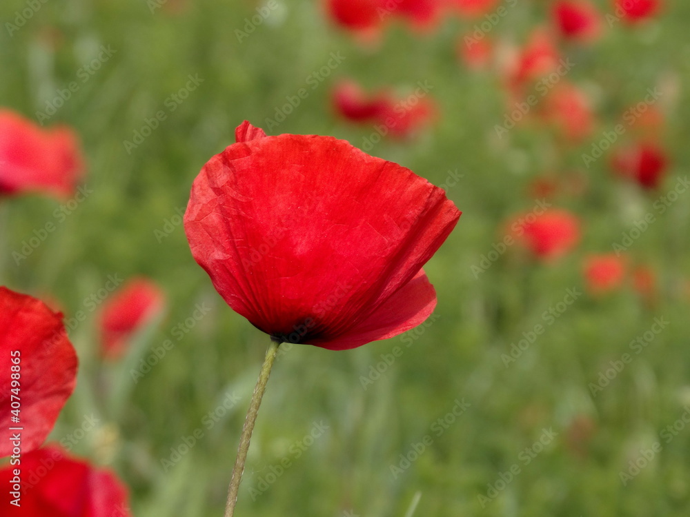 la bellissima fioritura dei papaveri nella campagna toscana la bellissima fioritura dei papaveri nella campagna toscana