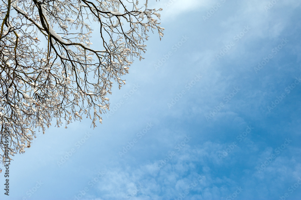 Background of the blue sky and branches of the tree with snow. Background of the blue sky and branches of the tree with snow.