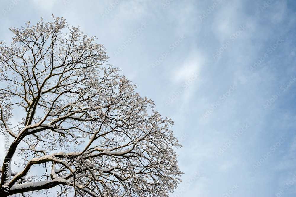 Background of the blue sky and branches of the tree with snow. Background of the blue sky and branches of the tree with snow.