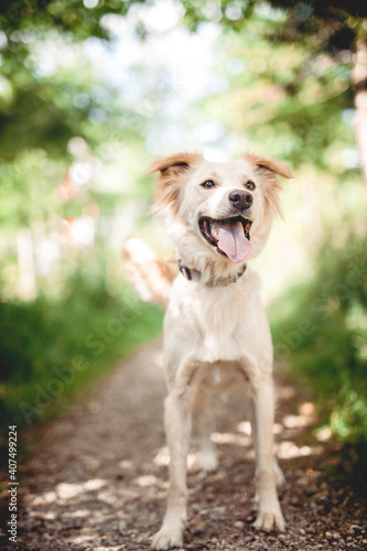 Mixed breed dog play in the forest. Rescue dog have fun while jumping