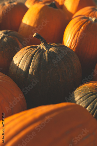 Mixed Pumpkin Scene