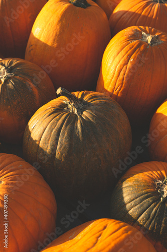 Mixed Pumpkin Scene 2