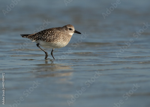 Portrait of a Grey plover at Eker creek of Bahrain