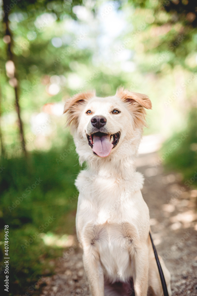 Mixed breed dog play in the forest. Rescue dog have fun while jumping Mixed breed dog play in the forest. Rescue dog have fun while jumping