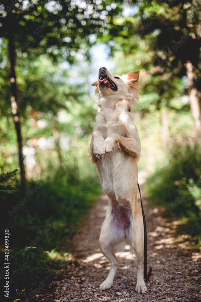 Obraz premium Mixed breed dog play in the forest. Rescue dog have fun while jumping