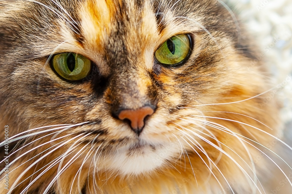 Portrait of a cat with green eyes. Portrait of a cat with green eyes.