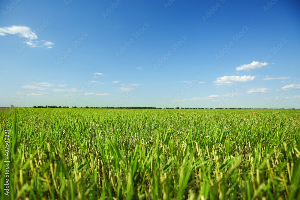Picturesque view of beautiful field with grass on sunny day Picturesque view of beautiful field with grass on sunny day