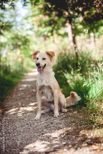 Mixed breed dog play in the forest. Rescue dog have fun while jumping