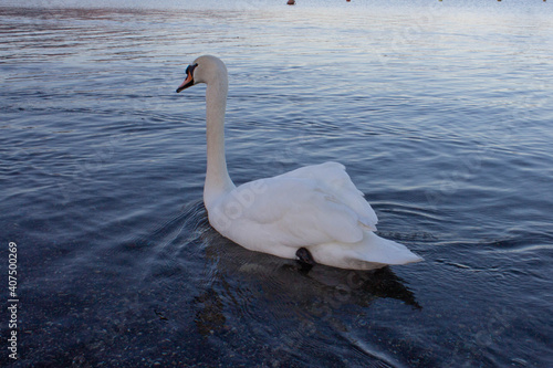 Mute swan  Cygnus olor  floating on the water  swan lake  beautiful elegant bird.