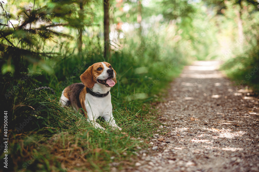 Fröhlicher Beagle im Wald. Portrait von einem Jagdhund. Fröhlicher Beagle im Wald. Portrait von einem Jagdhund.