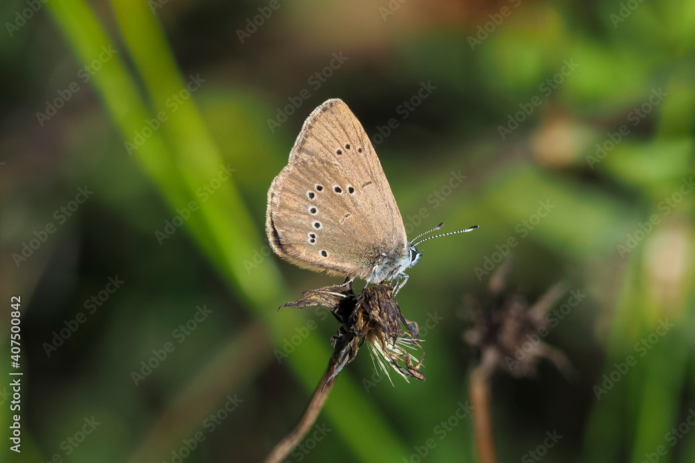 The dusky large blue (Phengaris nausithous) is a species of butterfly in the family Lycaenidae. The dusky large blue (Phengaris nausithous) is a species of butterfly in the family Lycaenidae.
