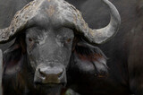 Büffel mit bösem Blick in Südafrika