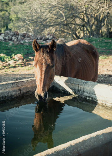 portrait of a brown horse drinking  from a stone trough in the field photo